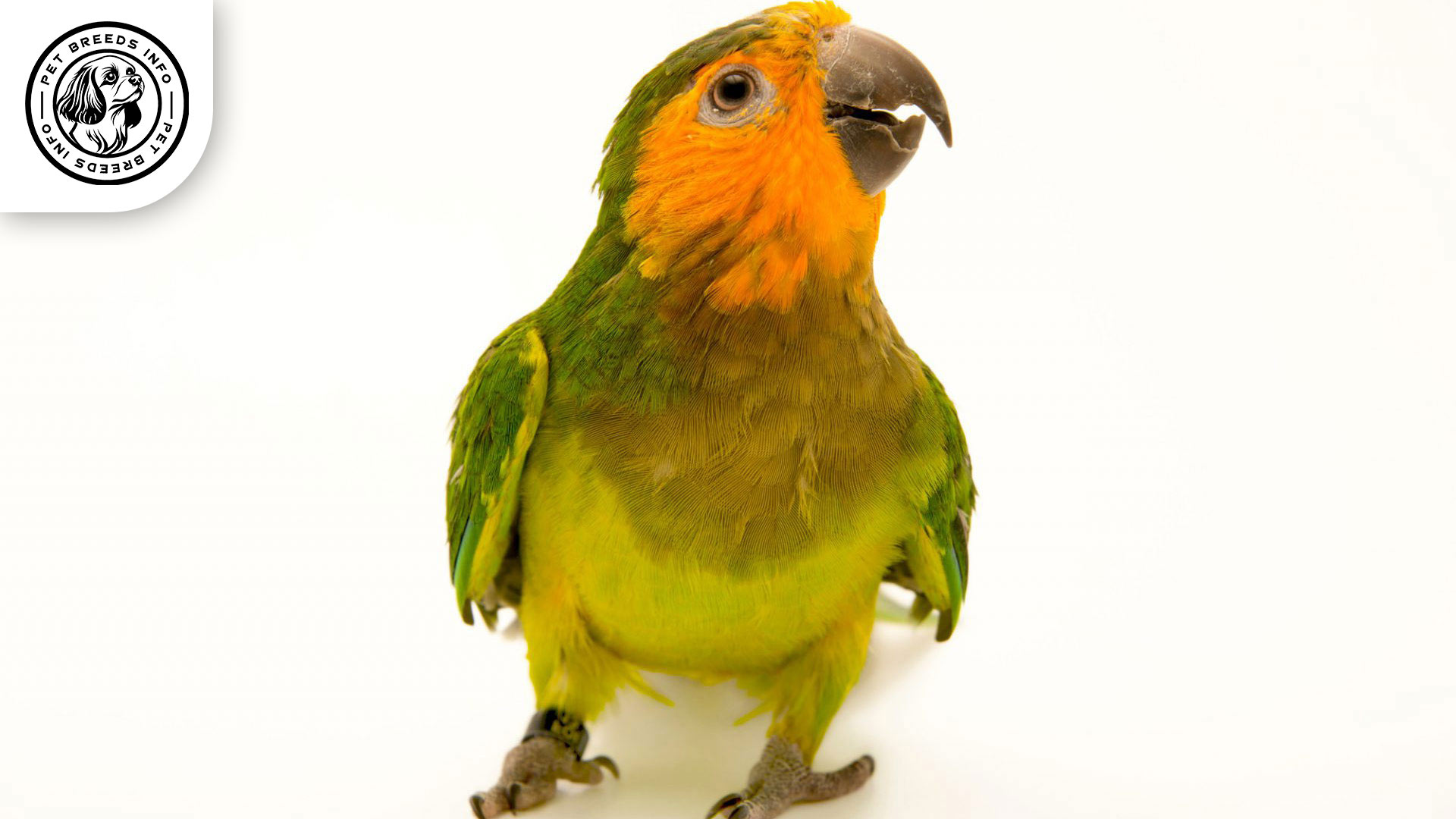 Brown-throated Conure Interaction