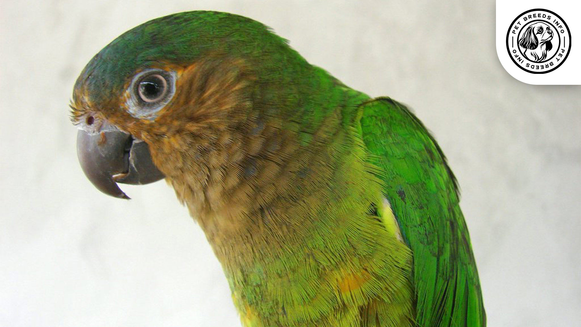 Brown-throated Conure Personality