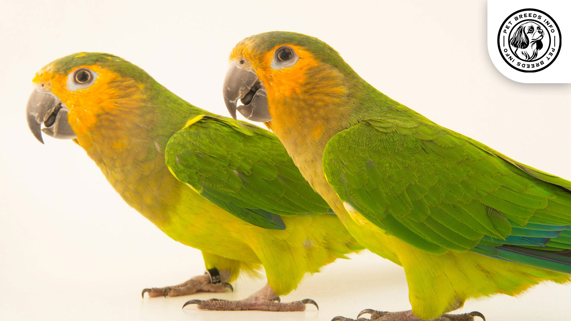 Brown throated Conure