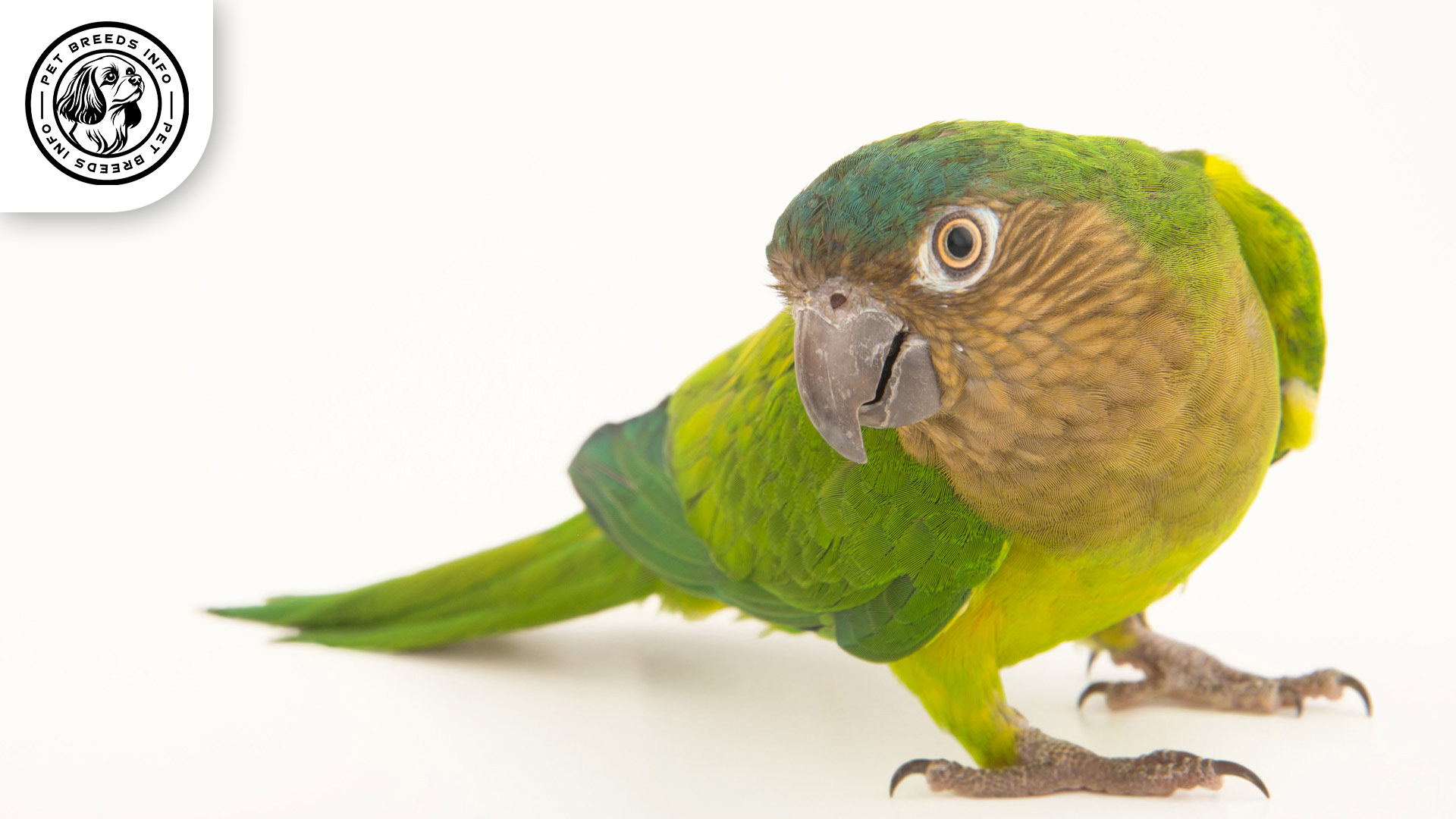 Brown-throated Conure Physical