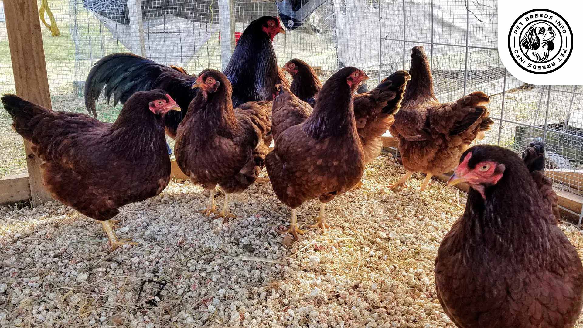 Buckeye Chicken Diet