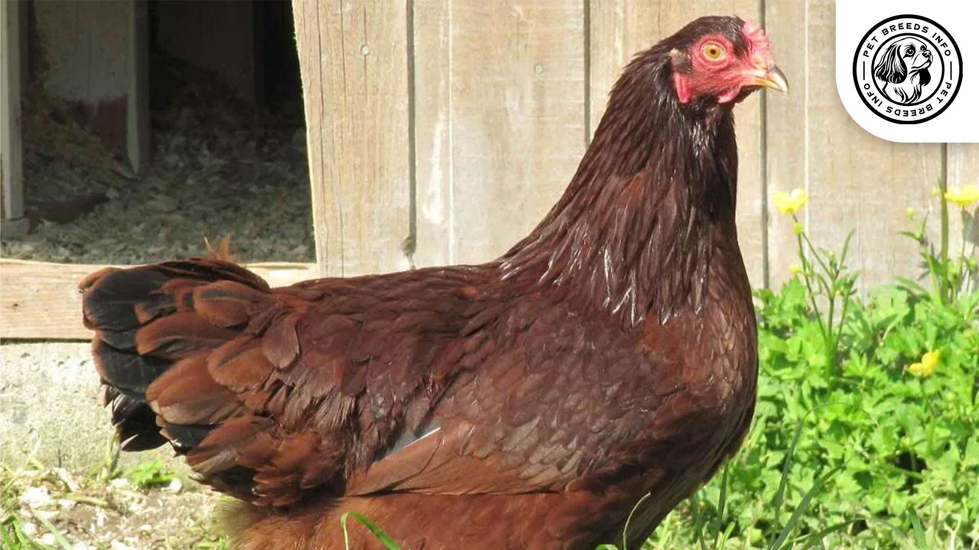 Buckeye Chicken Interaction