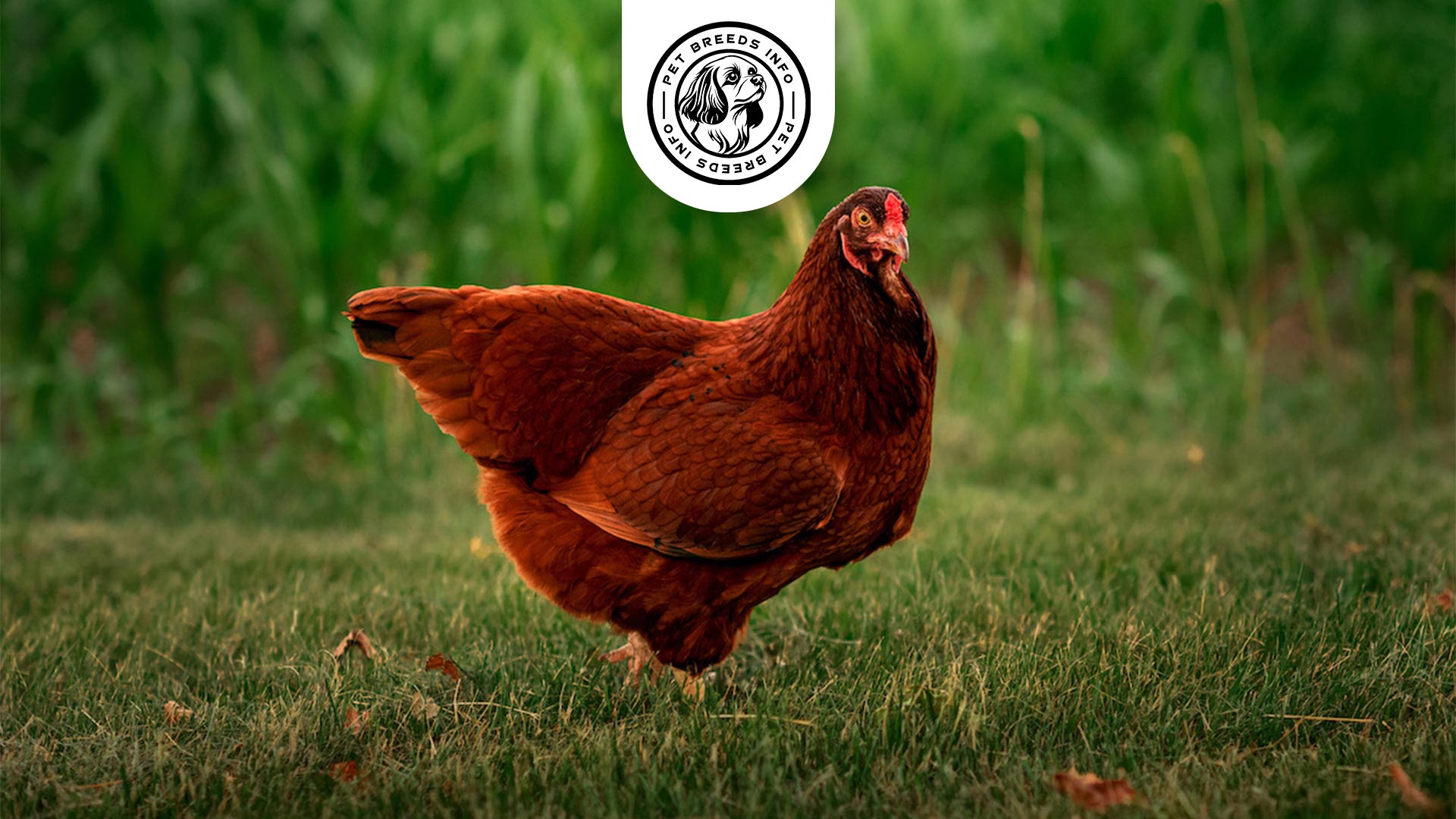 Buckeye Chicken