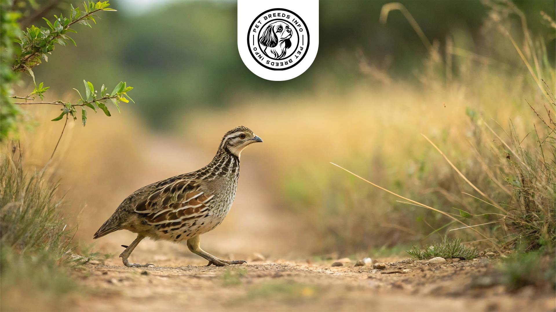 Button Quail Physical Characteristics
