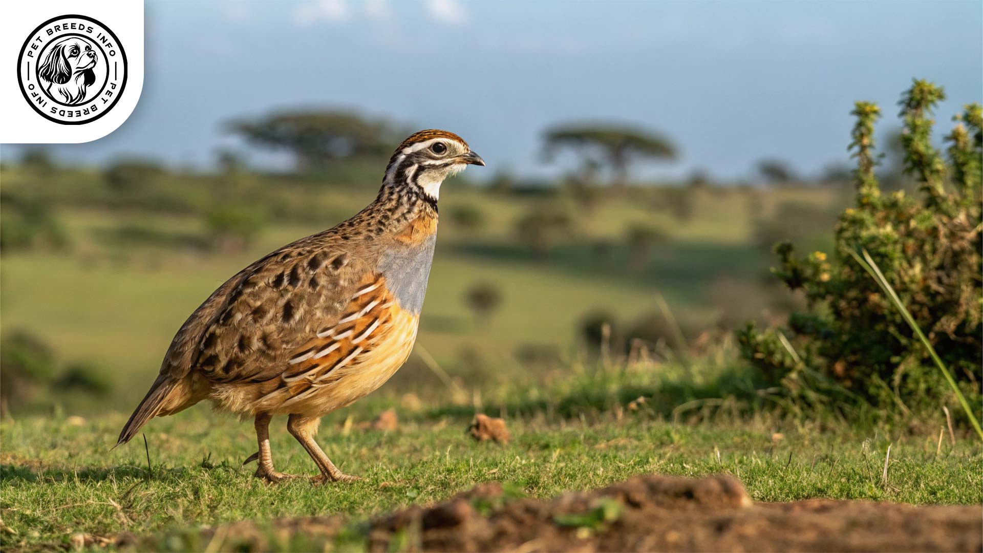Button Quail