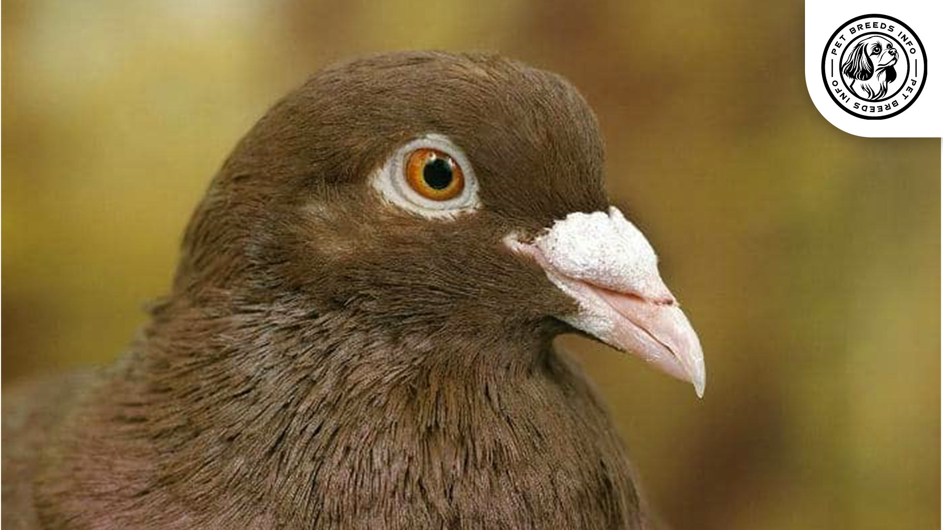 Carneau Pigeon Diet