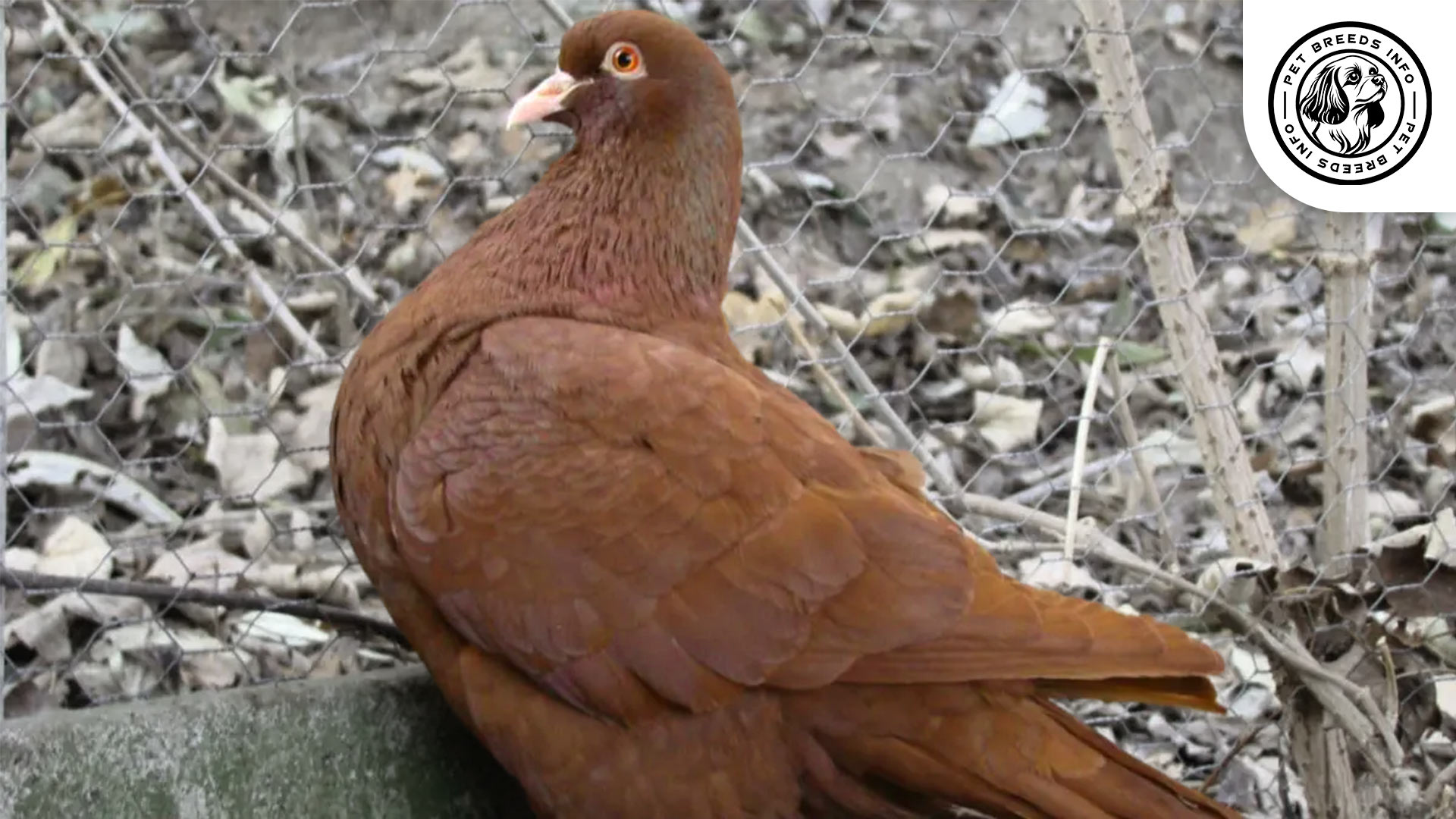 Carneau Pigeon Interaction