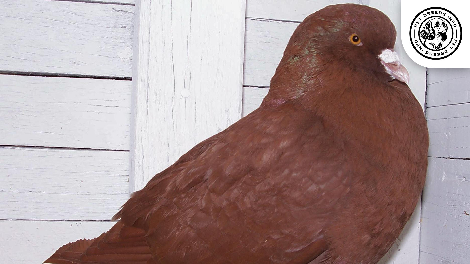 Carneau Pigeon Personality