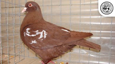 Carneau Pigeon