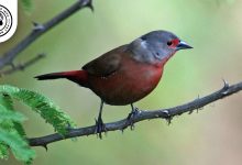 Chad Firefinch