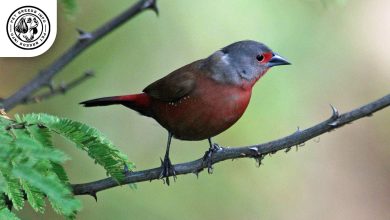 Chad Firefinch