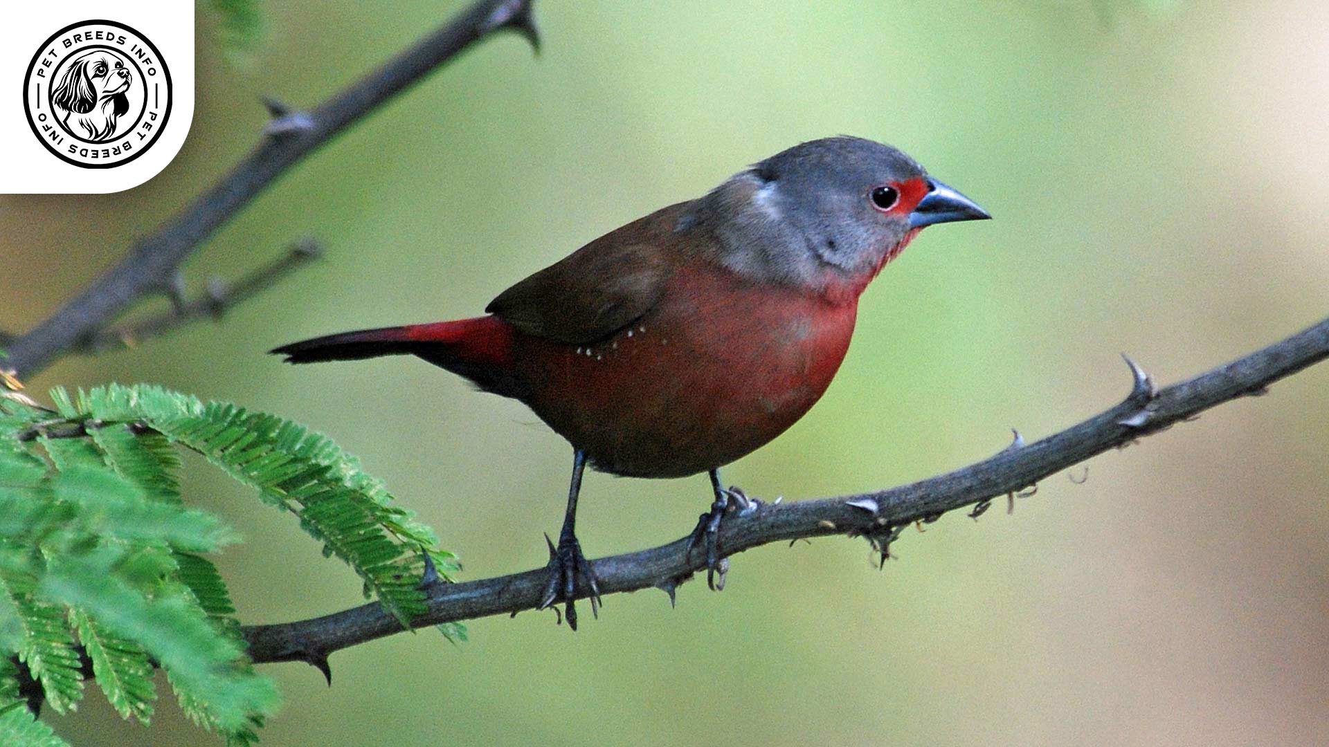 Chad Firefinch