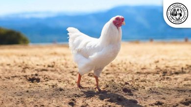 Chantecler Chicken