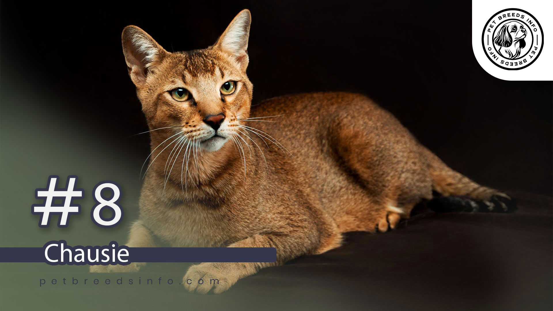 Chausie cat breed
