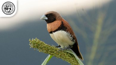 Chestnut breasted Mannikin