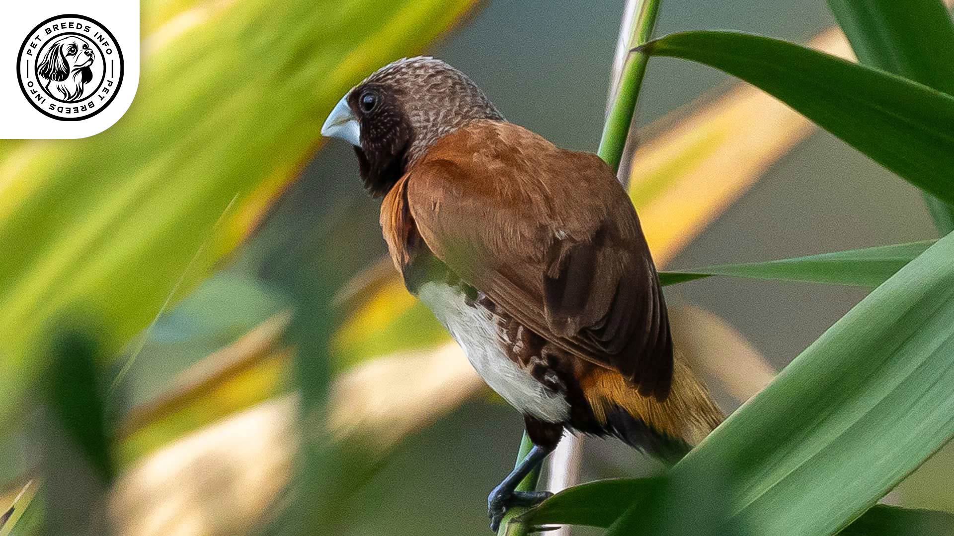 Chestnut breasted Mannikin Diet