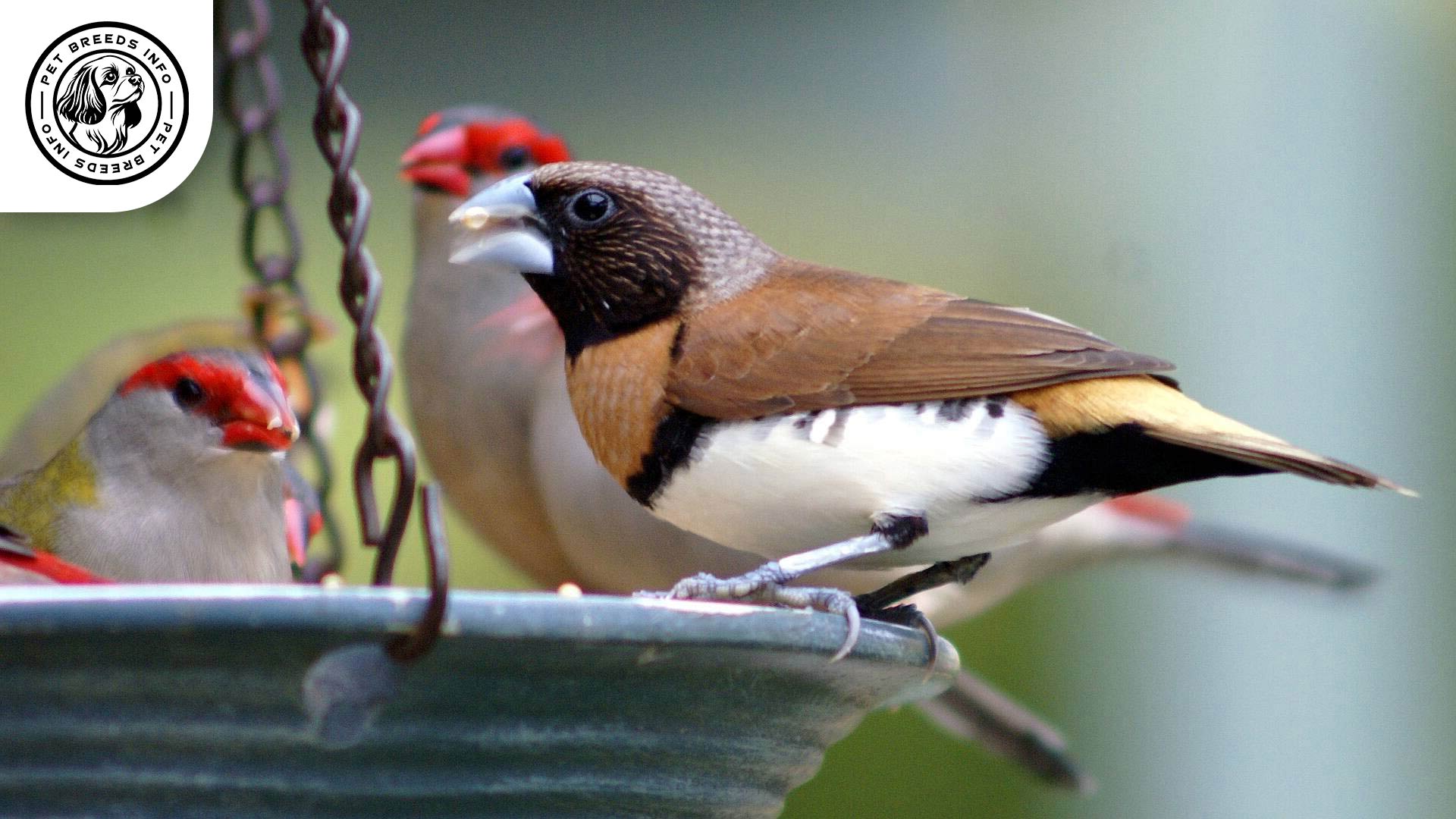 Chestnut breasted Mannikin Personality
