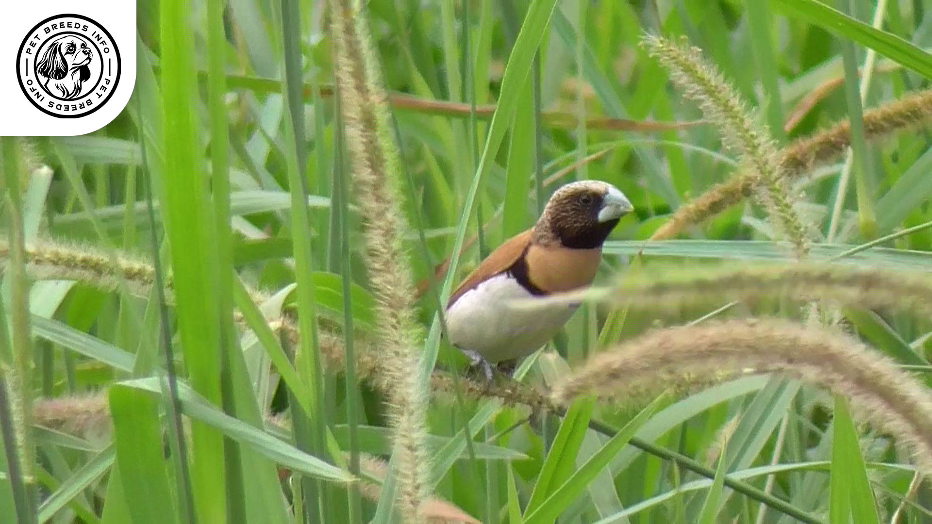 Chestnut breasted Mannikin Physical