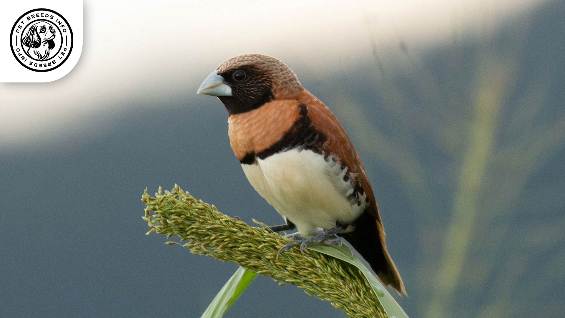 Chestnut breasted Mannikin