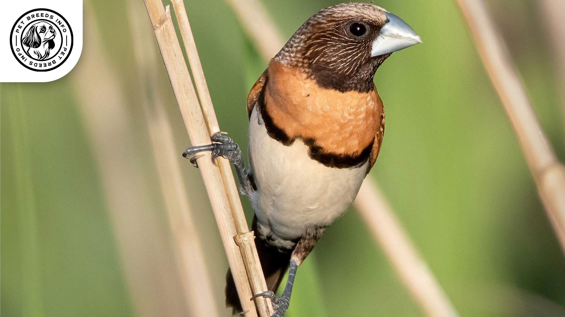 Chestnut breasted Mannikin Interaction