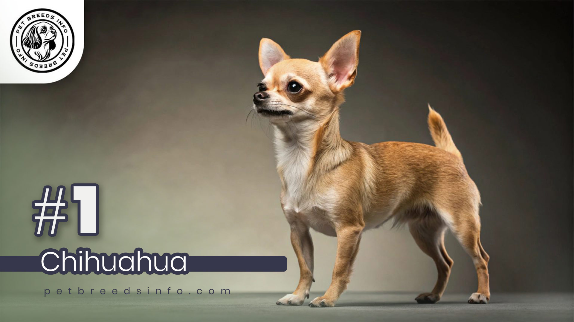 Chihuahua Dog