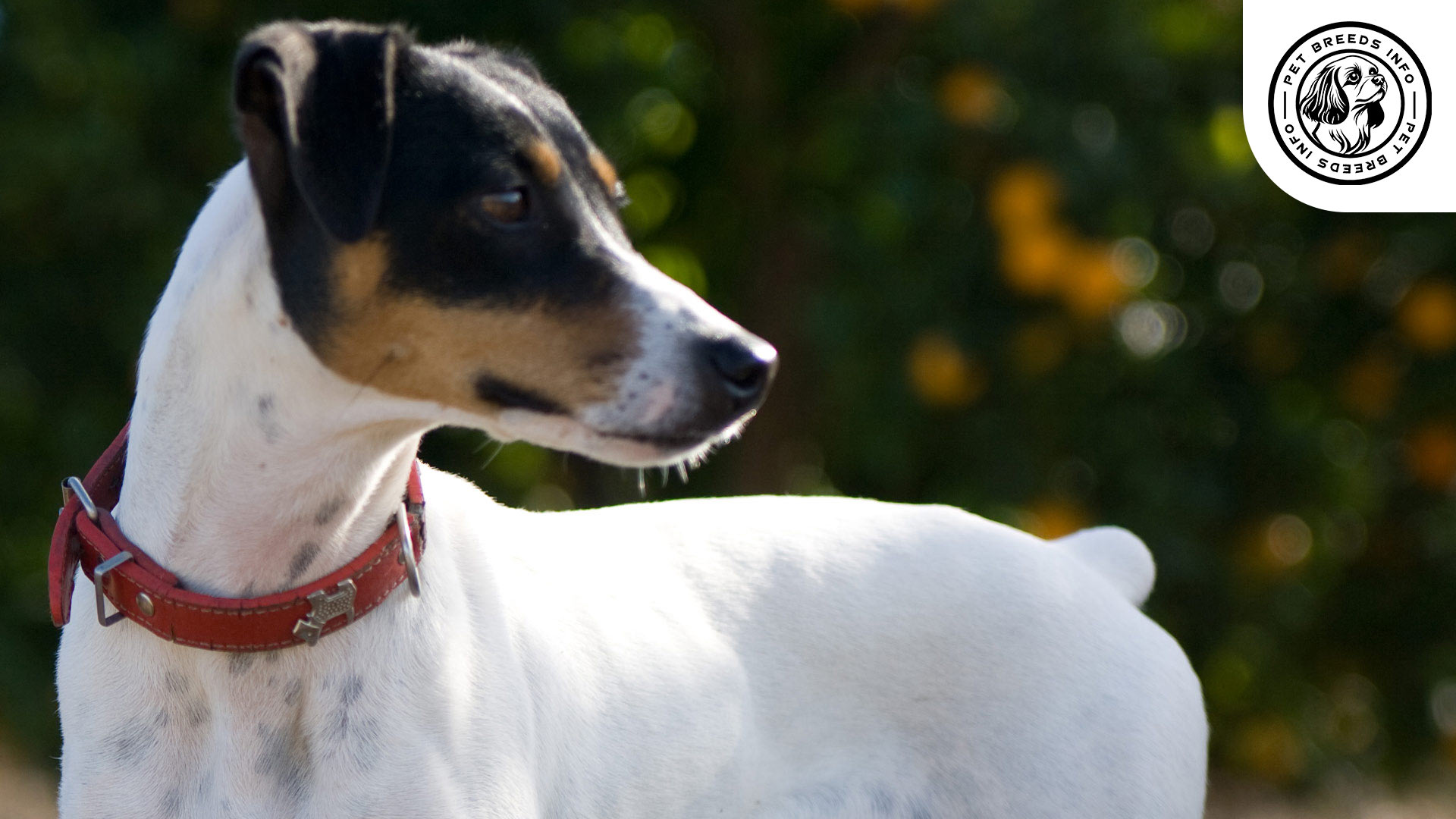 Chilean-Fox Terrier Personality