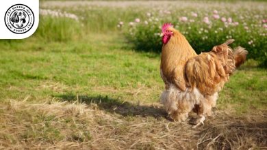 Cochin Chicken
