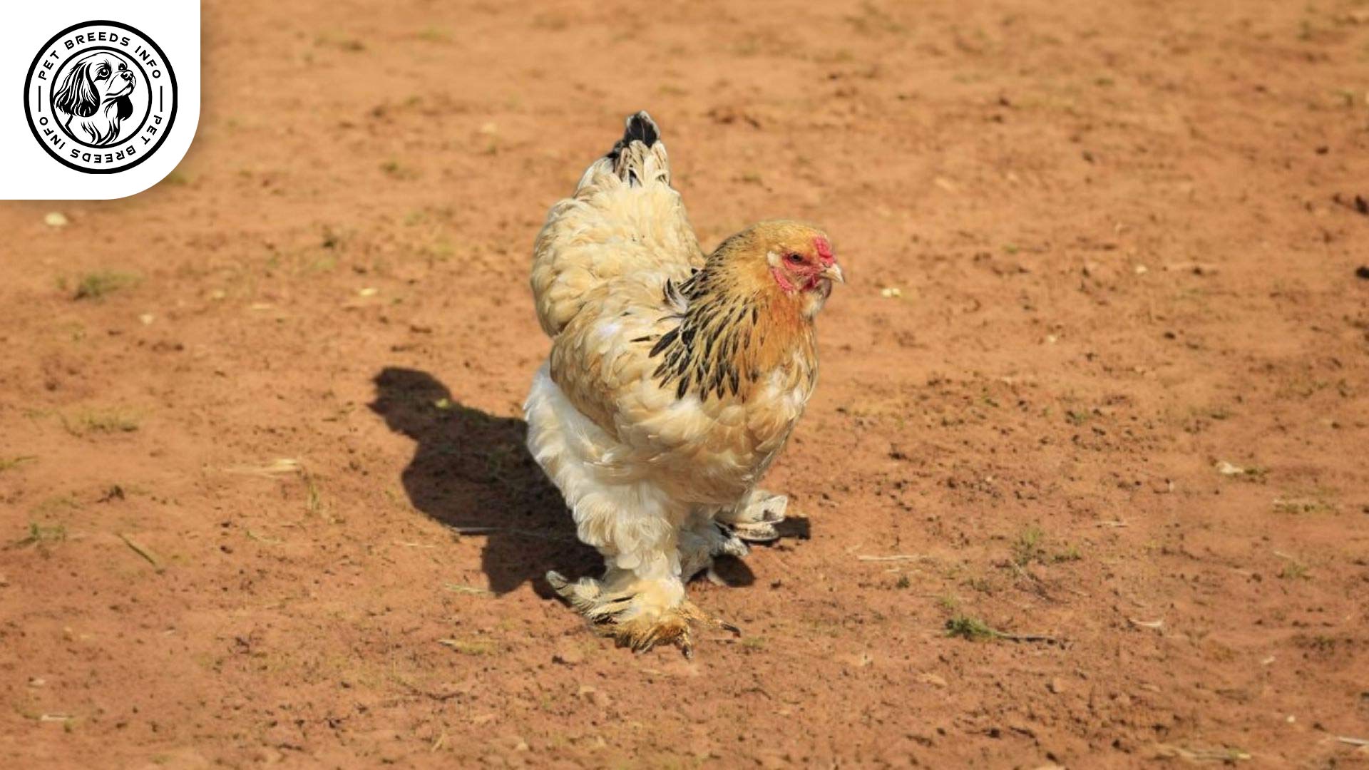 Cochin Chicken Care