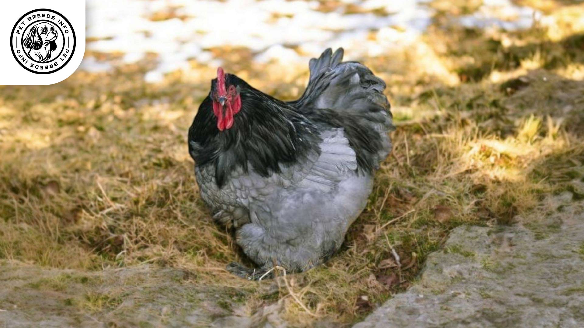 Cochin Chicken Personality