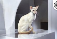 Colorpoint Shorthair Cat