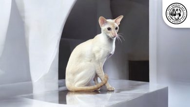 Colorpoint Shorthair Cat