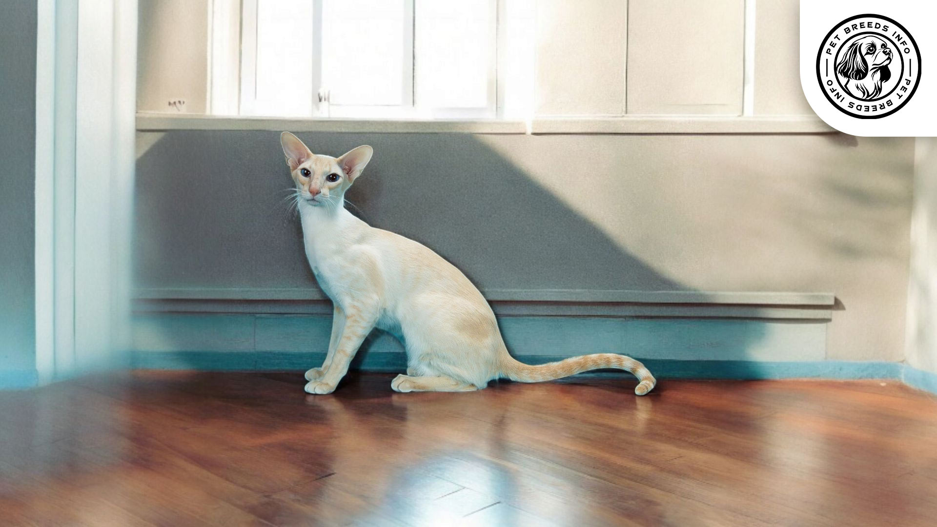 Colorpoint Shorthair Physical Characteristics