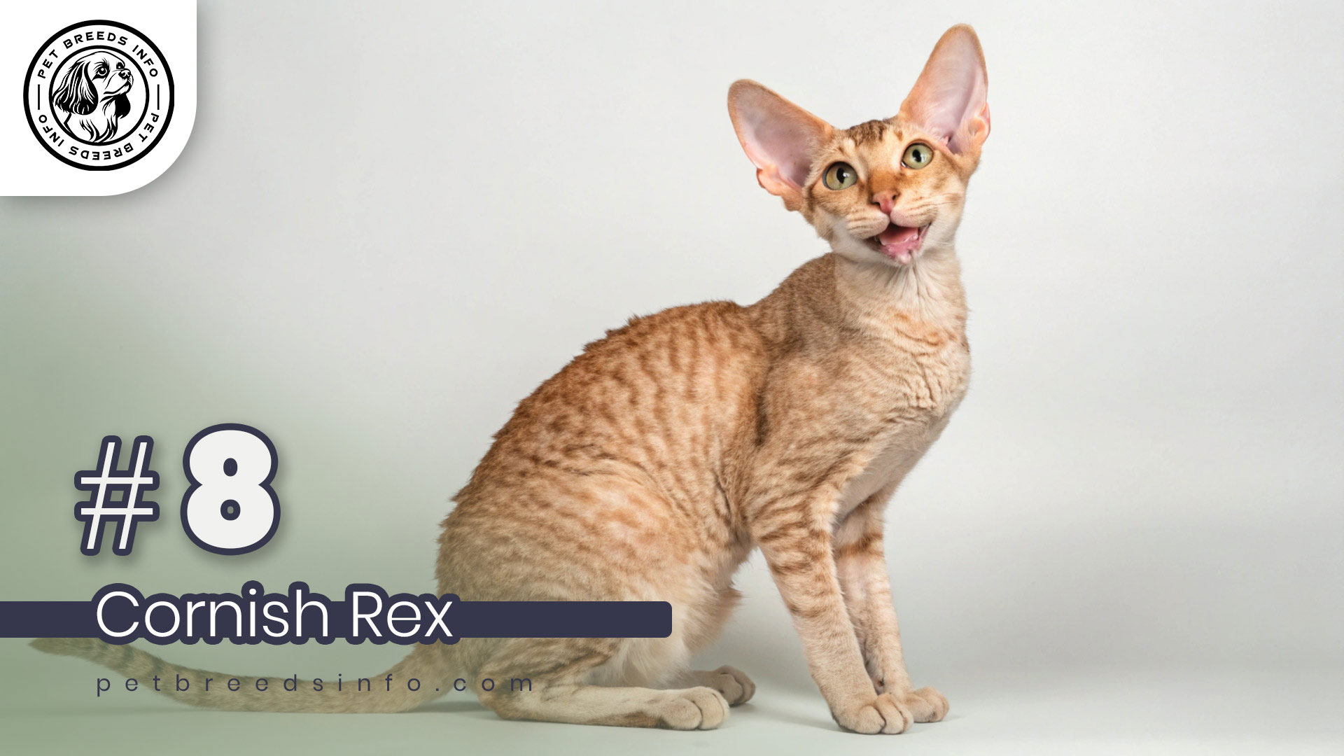 Cornish Rex