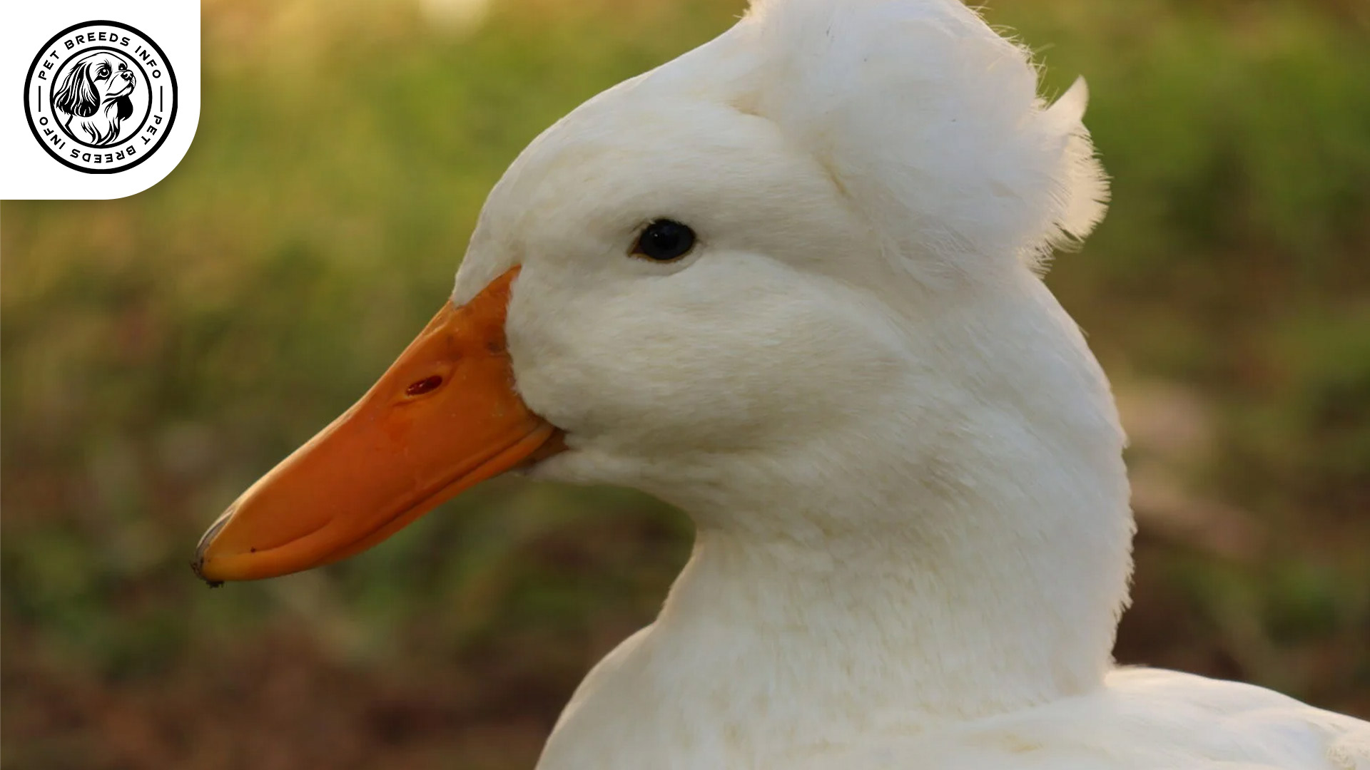 Crested-Duck Diet