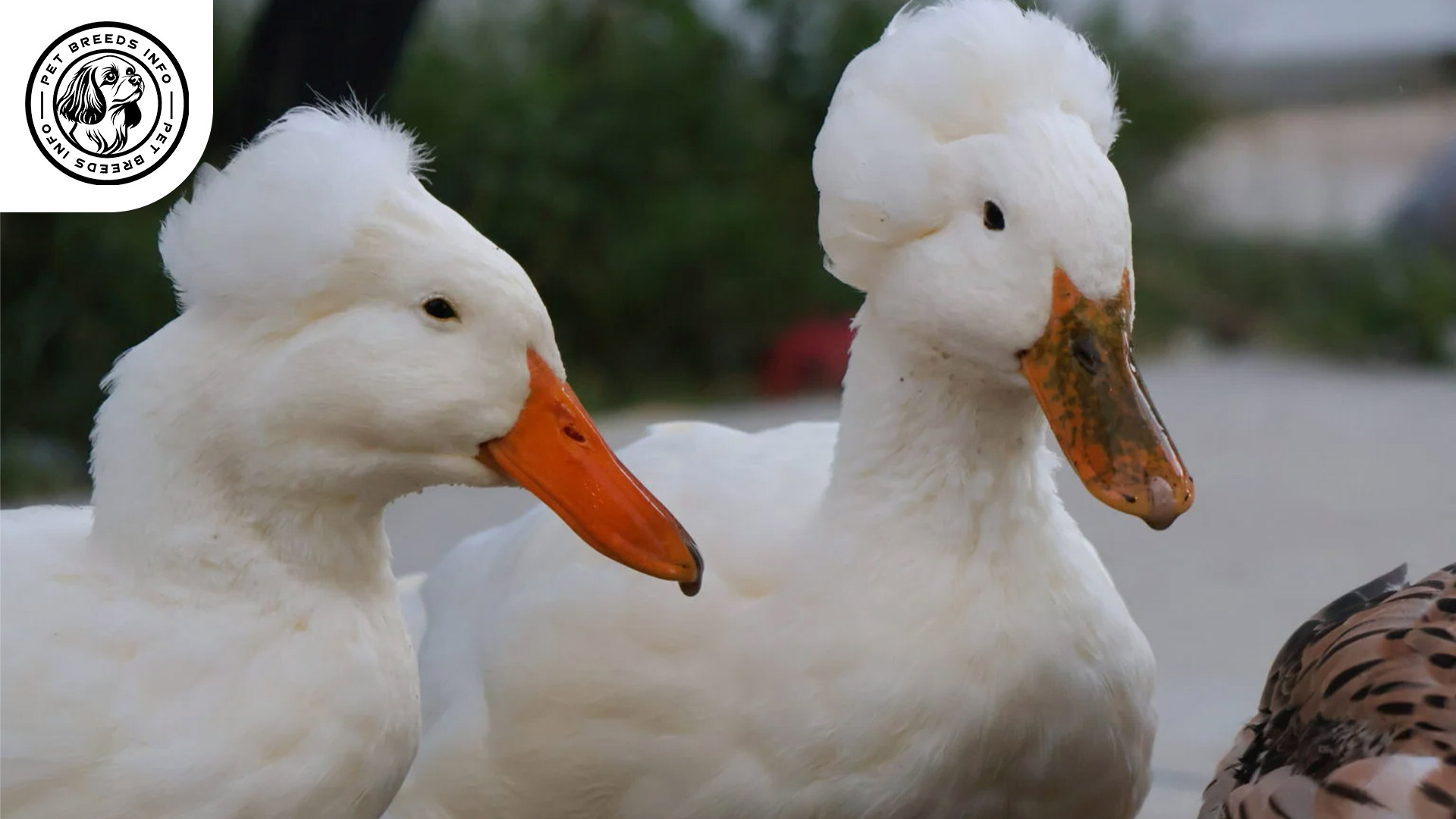 Crested Duck Interaction