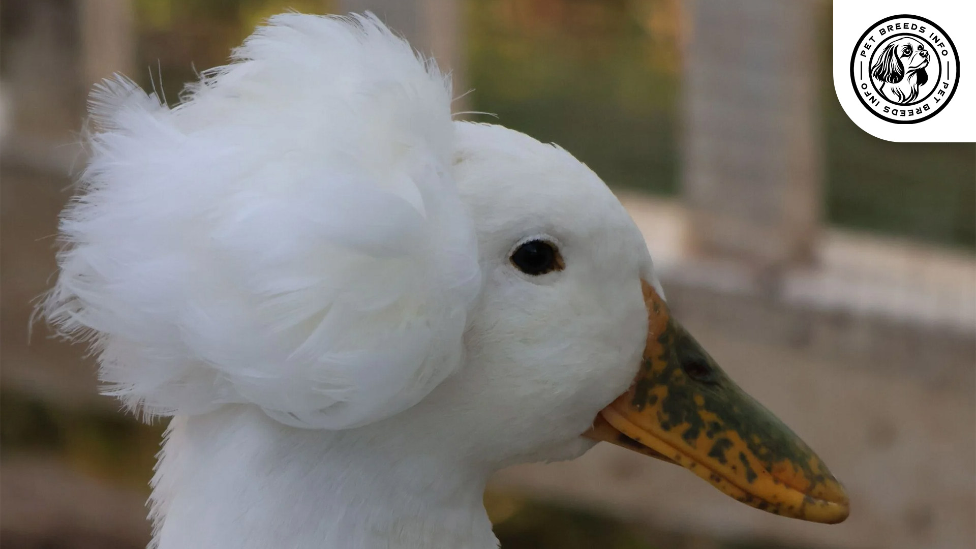 Crested-Duck Physical