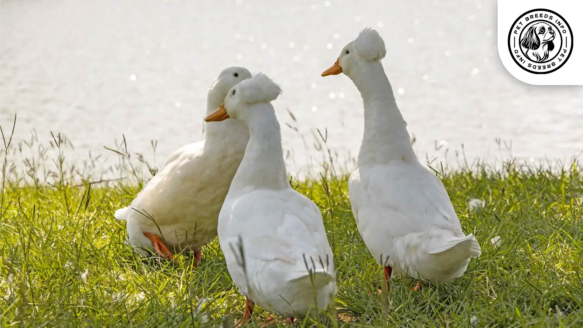 Crested-Ducks-Personality