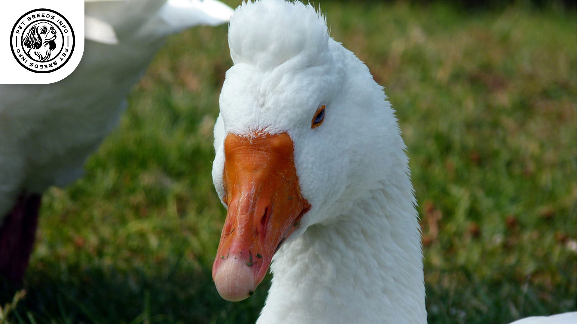 Crested Roman Goose Diet