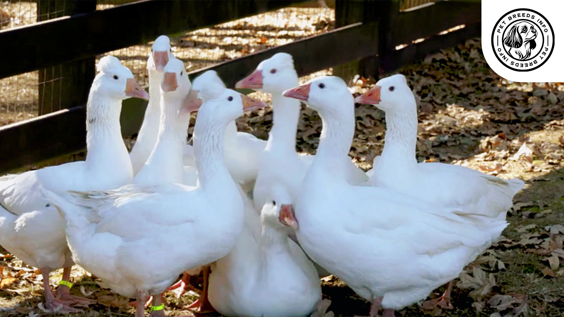 Crested Roman Goose Interaction