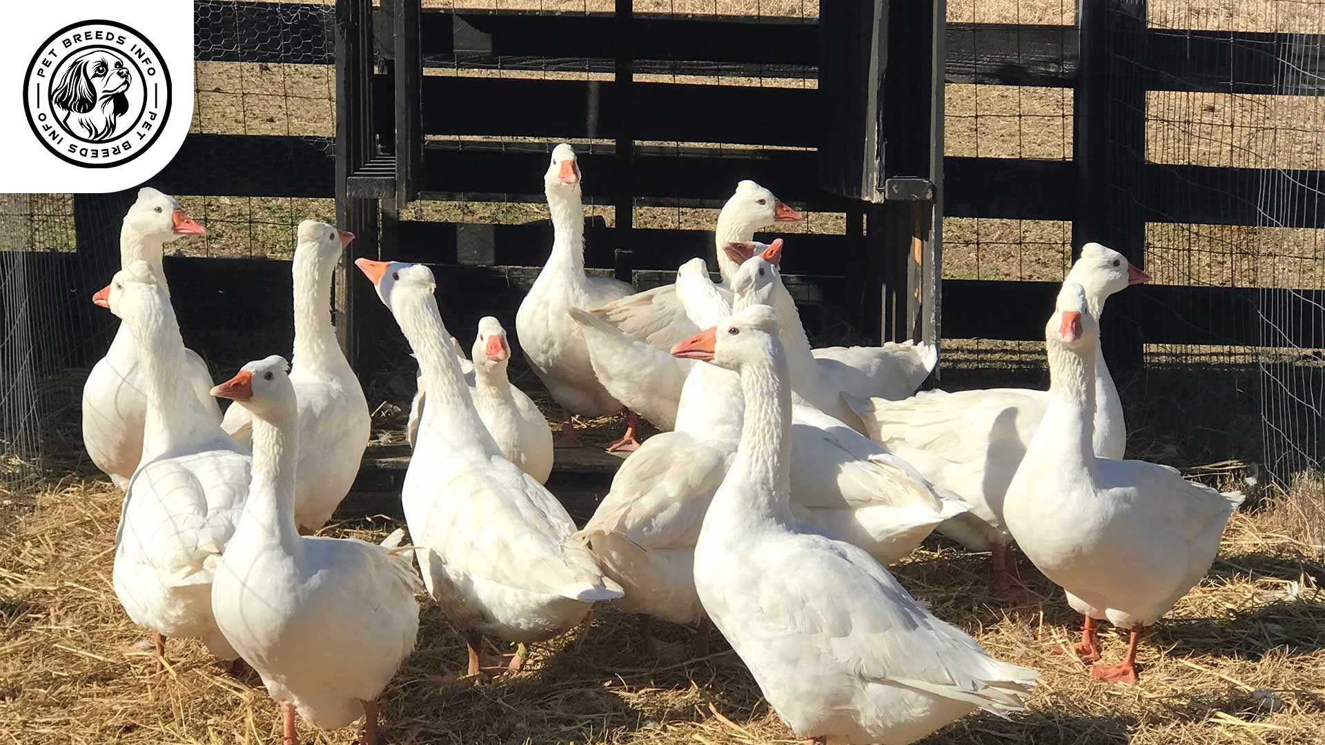 Crested Roman Goose Physical