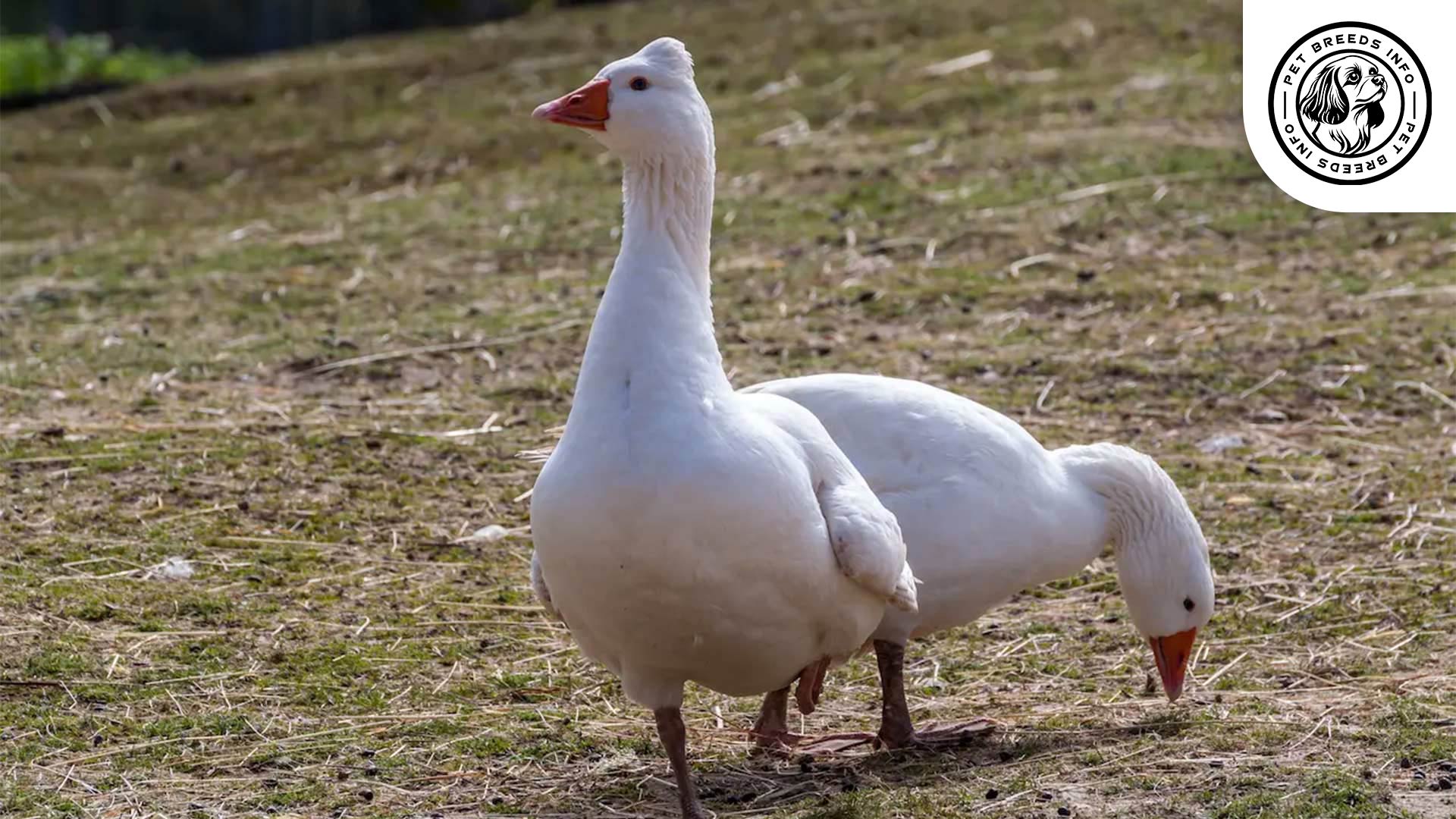 Crested Roman Goose