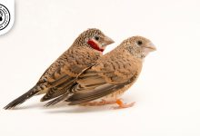 Cut throat Finch