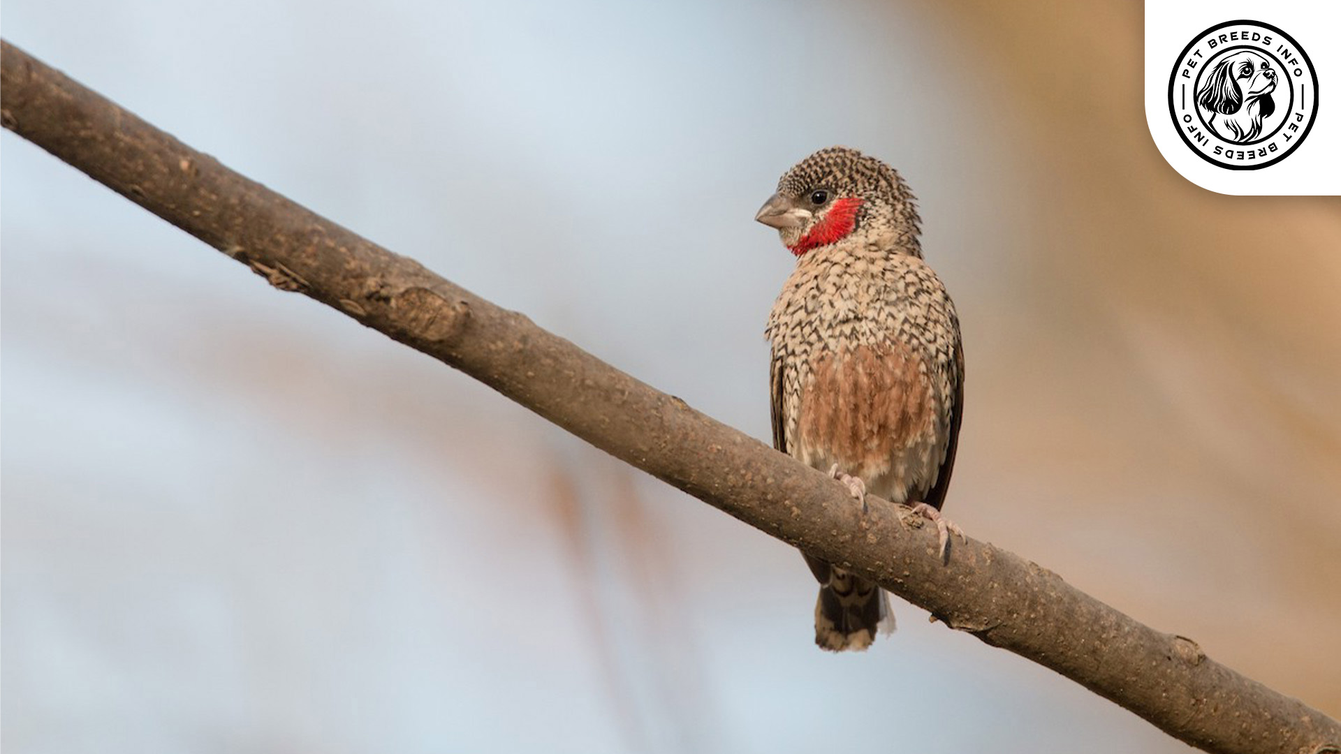 Cut throat Finch Diet