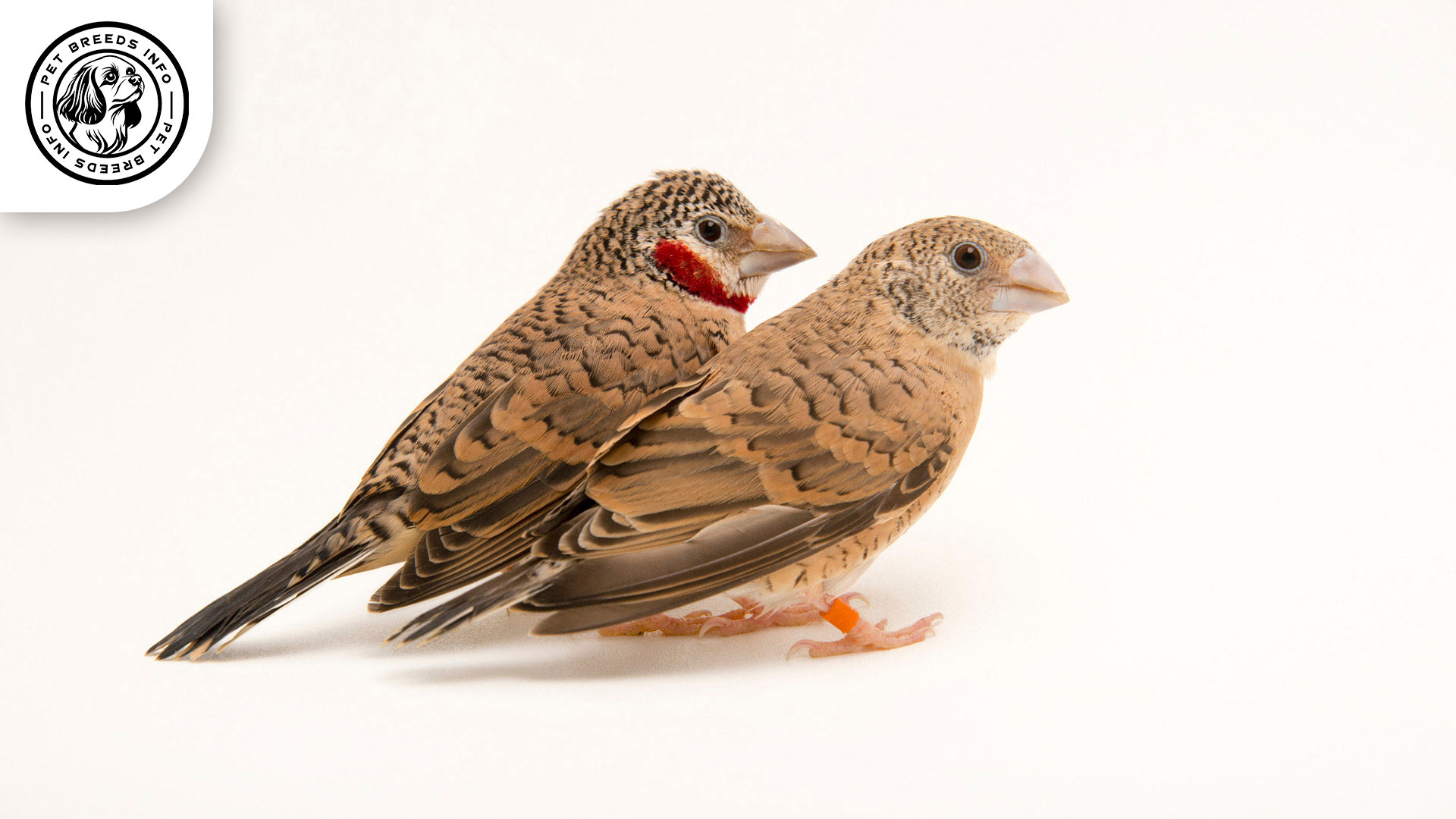 Cut throat Finch