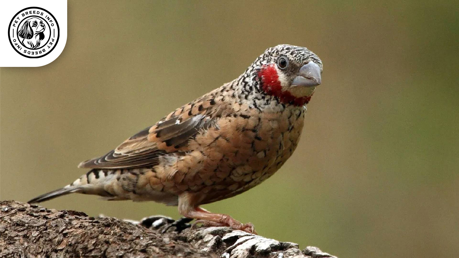Cut-throat-Finch Interaction