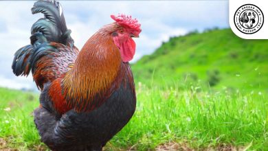 Derbyshire Redcap Chicken