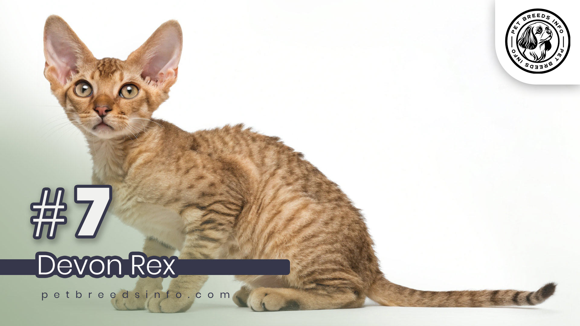 Devon Rex