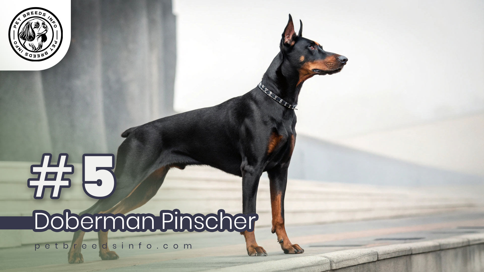 Doberman Pinscher