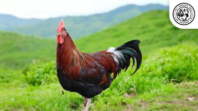 Dorking Chicken