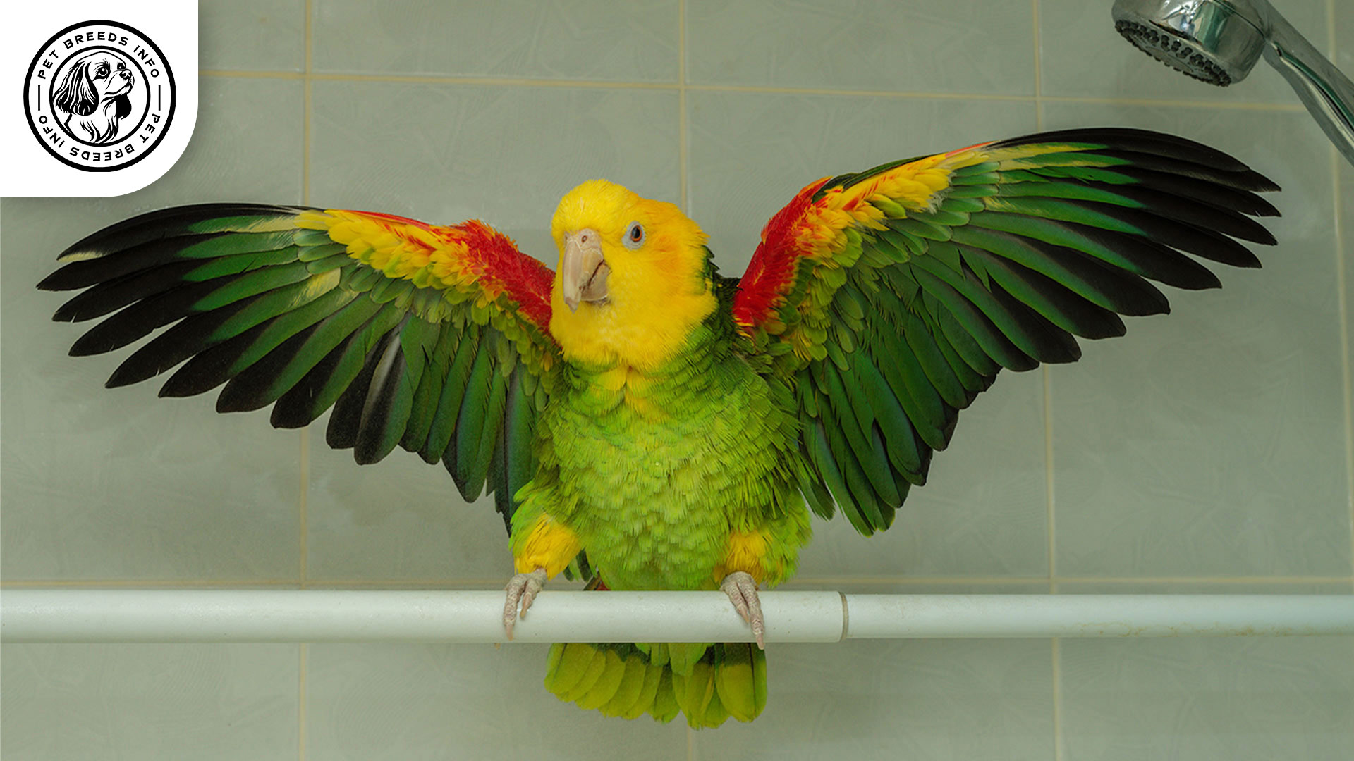Double Yellow headed Amazon Diet